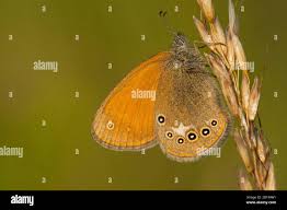 Attēlu rezultāti vaicājumam “Coenonympha glycerion underside”
