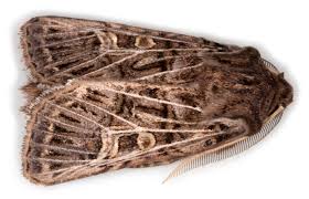 Attēlu rezultāti vaicājumam “Tholera decimalis male”