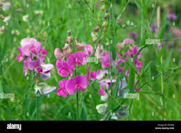 Attēlu rezultāti vaicājumam “Lathyrus sylvestris flower”