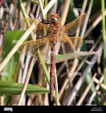 Attēlu rezultāti vaicājumam “Aeshna grandis”