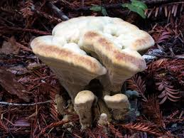 Attēlu rezultāti vaicājumam “Phaeolus schweinitzii”