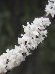 Attēlu rezultāti vaicājumam “Didymium spongiosum”