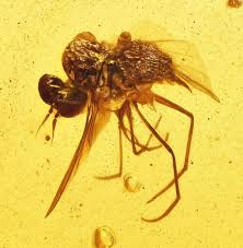 Attēlu rezultāti vaicājumam “Brachycera”