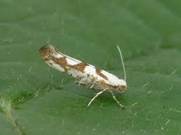 Attēlu rezultāti vaicājumam “Argyresthia pruniella”