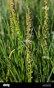 Attēlu rezultāti vaicājumam “Triglochin maritimum flower”
