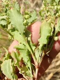 Attēlu rezultāti vaicājumam “Rumex”