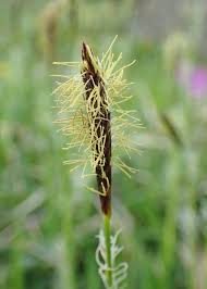 Attēlu rezultāti vaicājumam “Carex pilosa flower”
