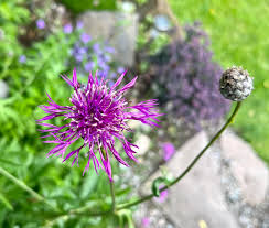 Attēlu rezultāti vaicājumam “Centaurea scabiosa flower”