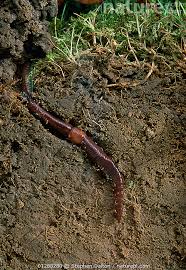 Attēlu rezultāti vaicājumam “Lumbricus terrestris”