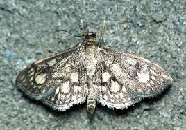 Attēlu rezultāti vaicājumam “Anania coronata”