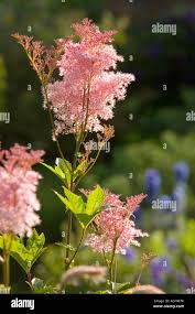 Attēlu rezultāti vaicājumam “Astilbe chinensis bud”
