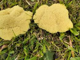 Attēlu rezultāti vaicājumam “Fuligo septica var. rosea young”