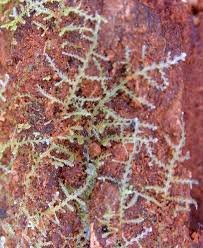 Attēlu rezultāti vaicājumam “Jungermannia leiantha sporophyte”