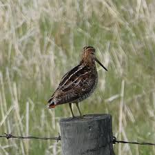 Image result for Gallinago delicata