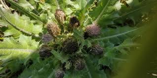 Attēlu rezultāti vaicājumam “Cirsium acaule leaf”