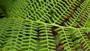 Attēlu rezultāti vaicājumam “Athyrium filix-femina”