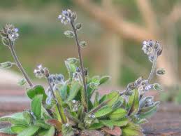 Attēlu rezultāti vaicājumam “Myosotis ramosissima flower”