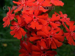 Attēlu rezultāti vaicājumam “Silene chalcedonica flower”