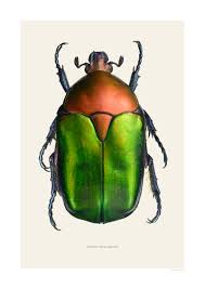 Attēlu rezultāti vaicājumam “Potosia cuprea imago”