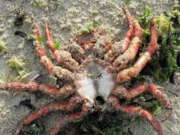 Image result for Maja brachydactyla