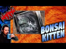 Kuvahaun tulos haulle bonsaikitten