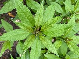 Attēlu rezultāti vaicājumam “Cnidium dubium leaf”