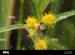 Attēlu rezultāti vaicājumam “Lysimachia thyrsiflora bud”