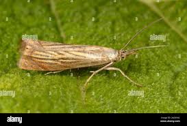 Attēlu rezultāti vaicājumam “Chrysoteuchia culmella”