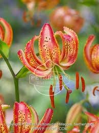 Image result for Lilium martagon `Manitoba Fox`
