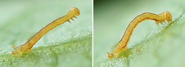 Attēlu rezultāti vaicājumam “Jodis putata”