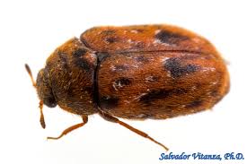 Attēlu rezultāti vaicājumam “Dermestidae”