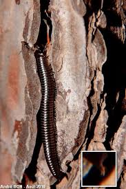 Attēlu rezultāti vaicājumam “Ommatoiulus sabulosus”