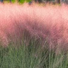 Attēlu rezultāti vaicājumam “Grimmia muehlenbeckii”