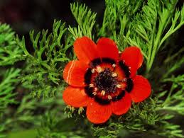 Image result for Adonis aestivalis