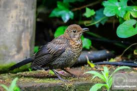 Attēlu rezultāti vaicājumam “Turdus merula”