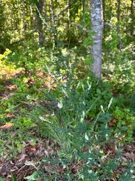 Attēlu rezultāti vaicājumam “Melilotus albus leaf”