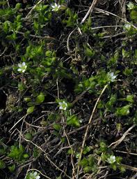 Attēlu rezultāti vaicājumam “Arenaria serpyllifolia flower”