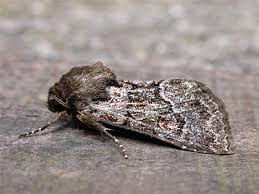 Attēlu rezultāti vaicājumam “Thalpophila matura”