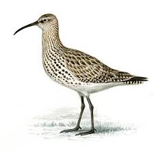 Image result for Numenius tenuirostris