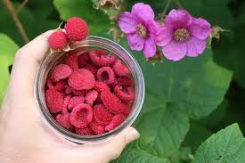 Attēlu rezultāti vaicājumam “Rubus parviflorus fruit”
