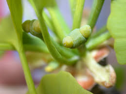 Attēlu rezultāti vaicājumam “Ginkgo biloba female flower”