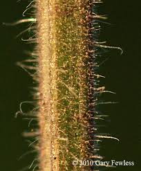 Attēlu rezultāti vaicājumam “Stachys palustris bud”