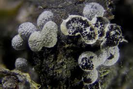 Attēlu rezultāti vaicājumam “Badhamiopsis ainoae macro”