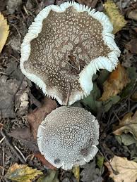 Attēlu rezultāti vaicājumam “Amanita excelsa”