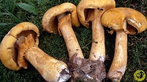 Attēlu rezultāti vaicājumam “Phaeolepiota aurea”