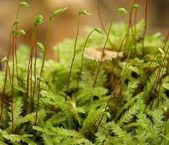 Attēlu rezultāti vaicājumam “Pogonatum dentatum macro”