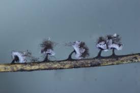 Attēlu rezultāti vaicājumam “Didymium bahiense spores”