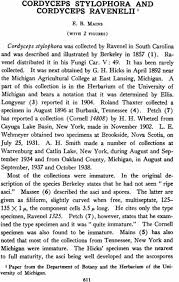 Attēlu rezultāti vaicājumam “Cordyceps stylophora”