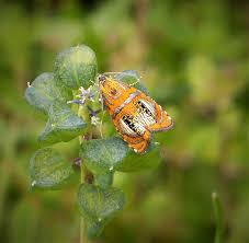 Attēlu rezultāti vaicājumam “Olethreutes arcuella”