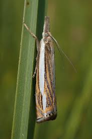 Attēlu rezultāti vaicājumam “Crambus silvella”